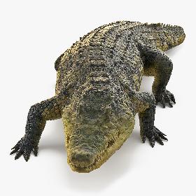 Animated Crocodile Walking Rigged 3D model